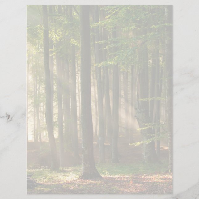 Lámina Forests | Autumn Forest (Anverso)