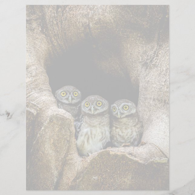 Lámina Forests | Three Owls Looking (Anverso)