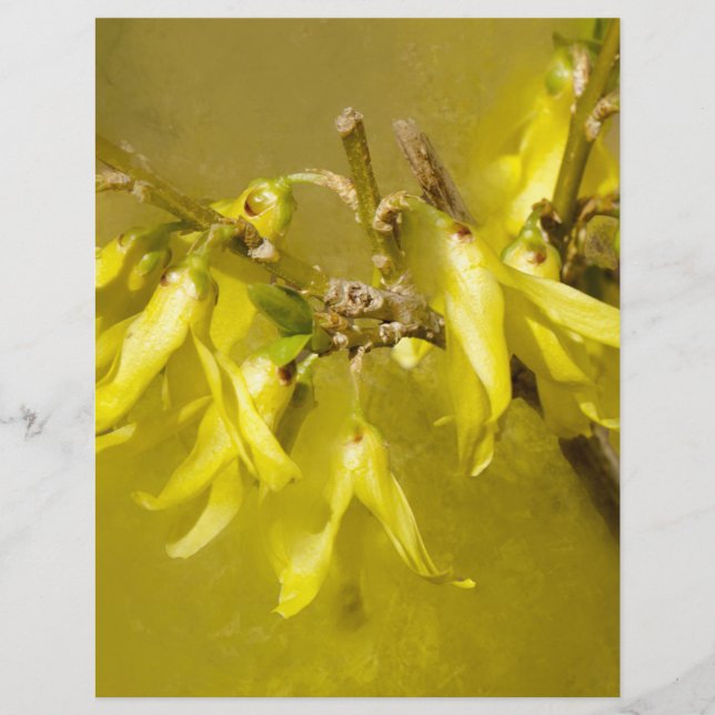 Lámina Forsythia - Sunshine de primavera (Anverso)