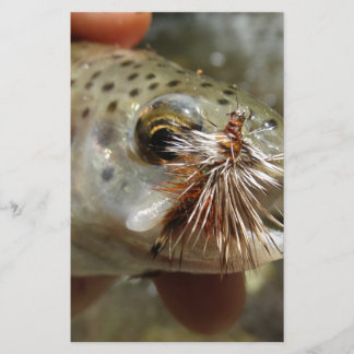 Lámina Foto de Rainbow Trout