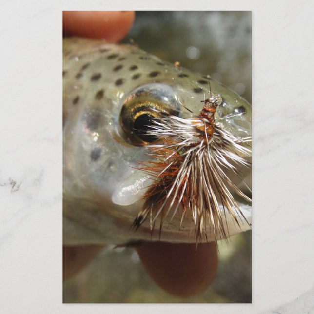 Lámina Foto de Rainbow Trout (Anverso)