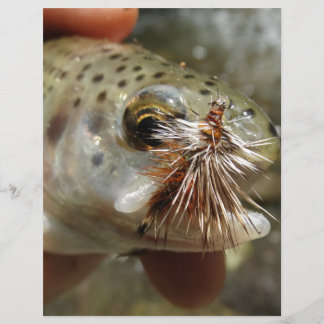 Lámina Foto de Rainbow Trout