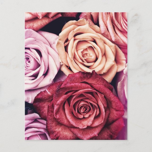 Lámina Foto de Rosas Rosa Bouquet (Anverso)