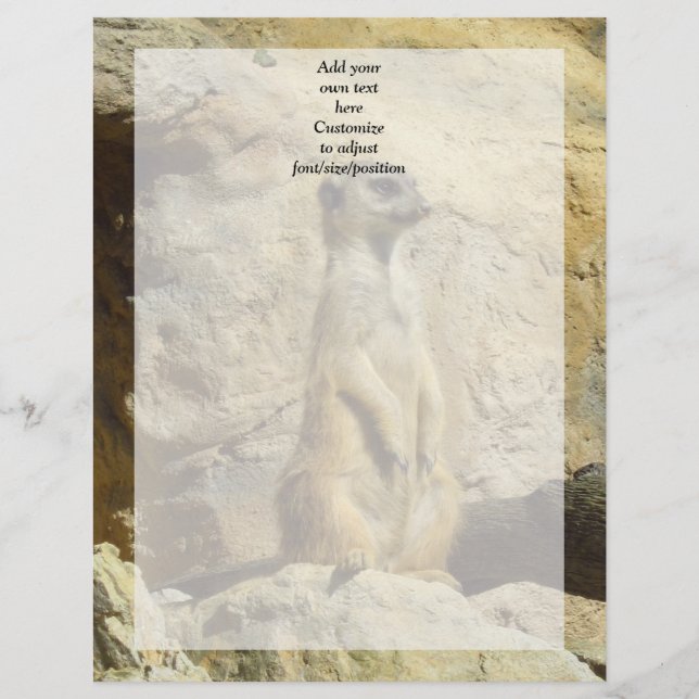 Lámina Fotografía de Cute Meerkat (Anverso)