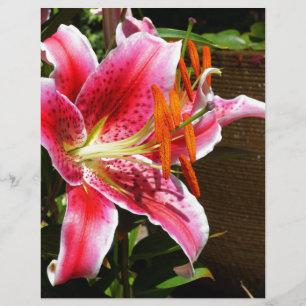 Lámina Fotografía de Stargazer Lily