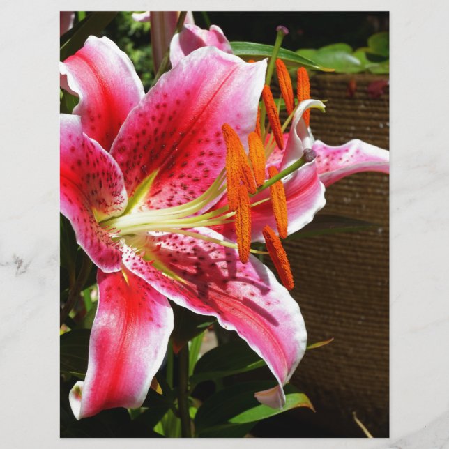 Lámina Fotografía de Stargazer Lily (Anverso)