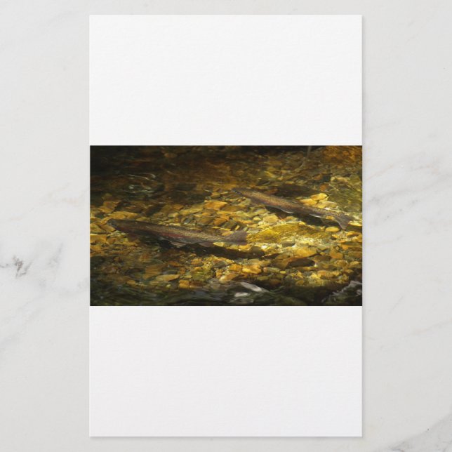 Lámina Freash water Trout. (Anverso)