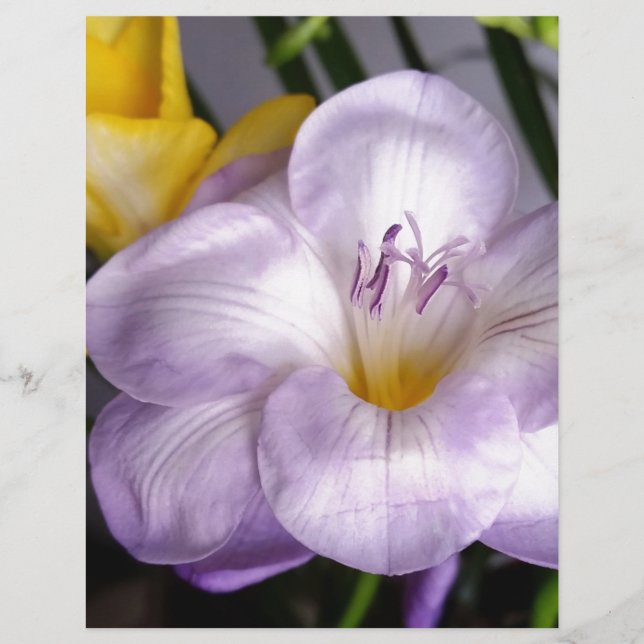 Lámina freesia violeta abierta (Anverso)