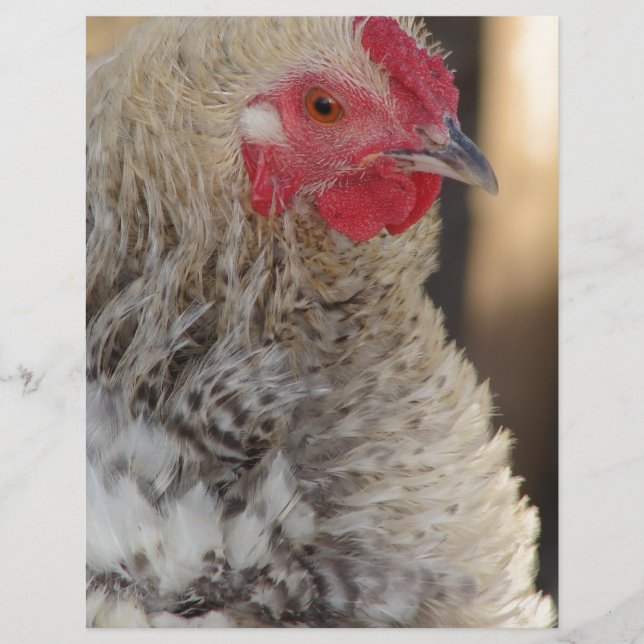 Lámina Frizzle Rooster (Anverso)