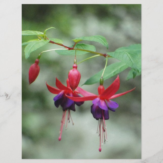 Lámina Fuschia1A.jpg (Anverso)