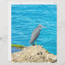 Garza del Pacífico exótica en rocas costeras Océan