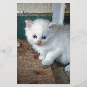 Lámina Gatito Blanco