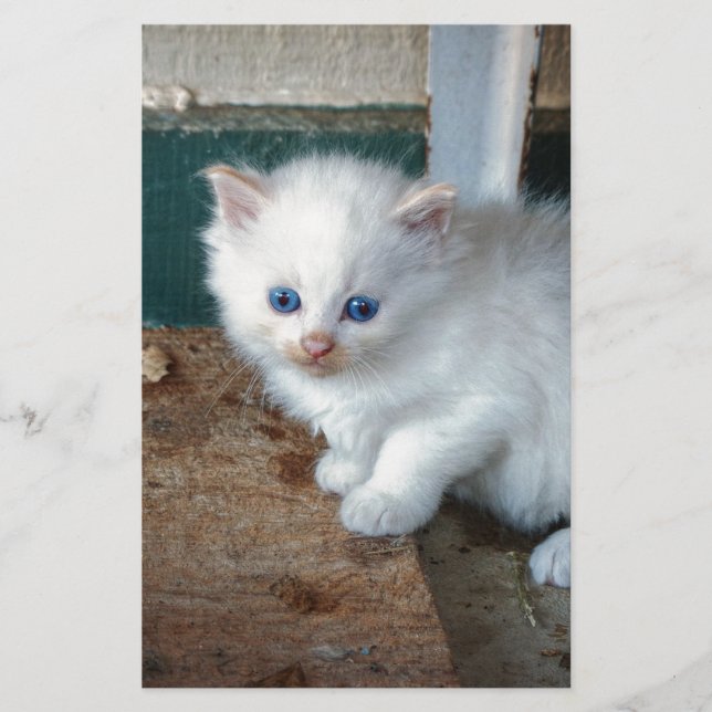 Lámina Gatito Blanco (Anverso)