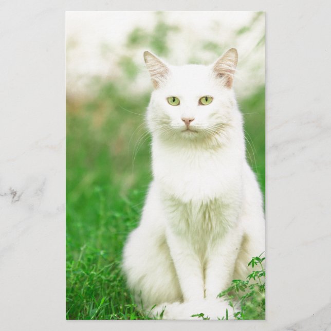 Lámina Gato (Anverso)
