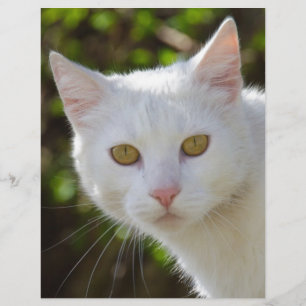 Lámina Gato blanco con ojos amarillos