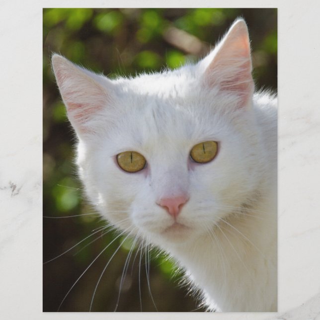 Lámina Gato blanco con ojos amarillos (Anverso)