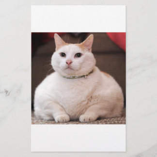 Lámina Gato de grasa