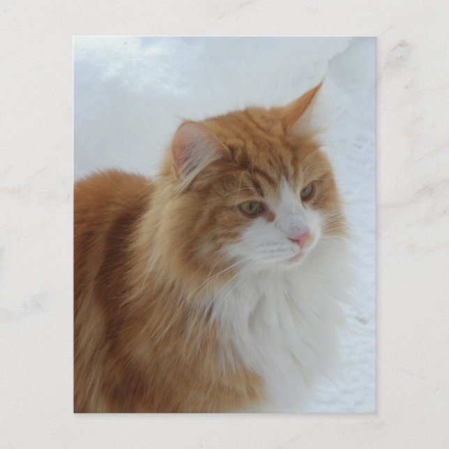 Lámina Gato_del_bosque_noruego (Anverso)