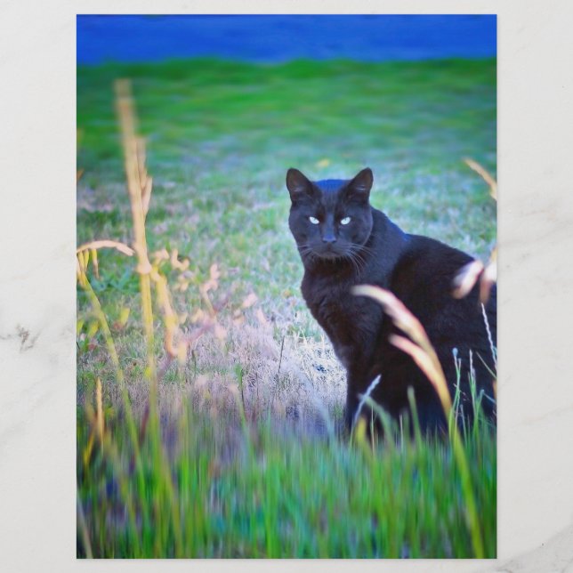 Lámina Gato Negro (Anverso)