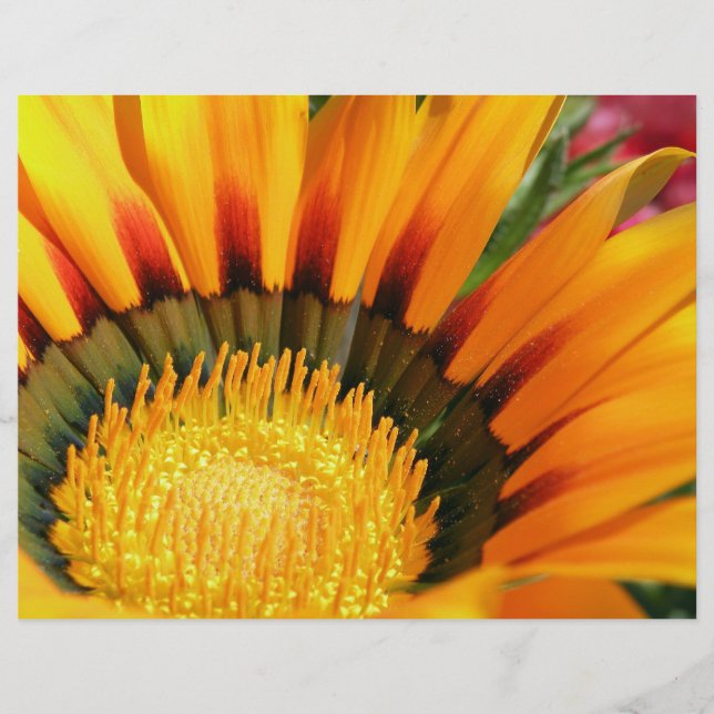 Lámina Gazania (Anverso)