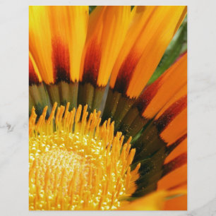 Lámina Gazania