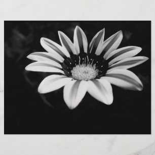 LÁMINA GAZANIA