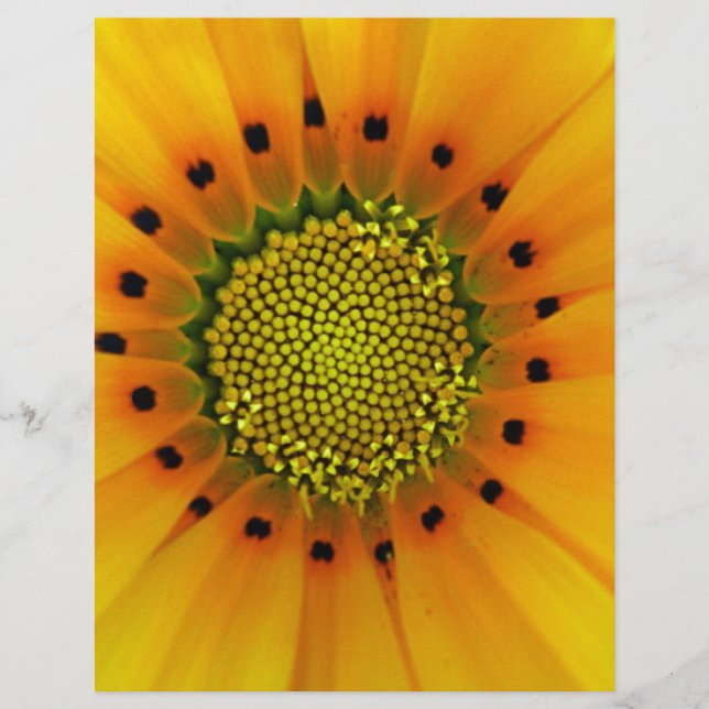 Lámina Gazania amarilla (Anverso)