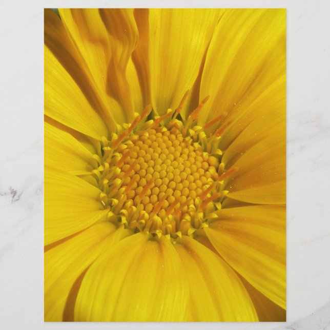 Lámina Gazania Amarilla (Anverso)