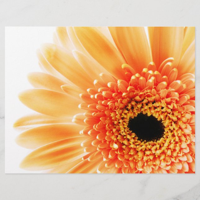 Lámina Gerbera (Anverso)