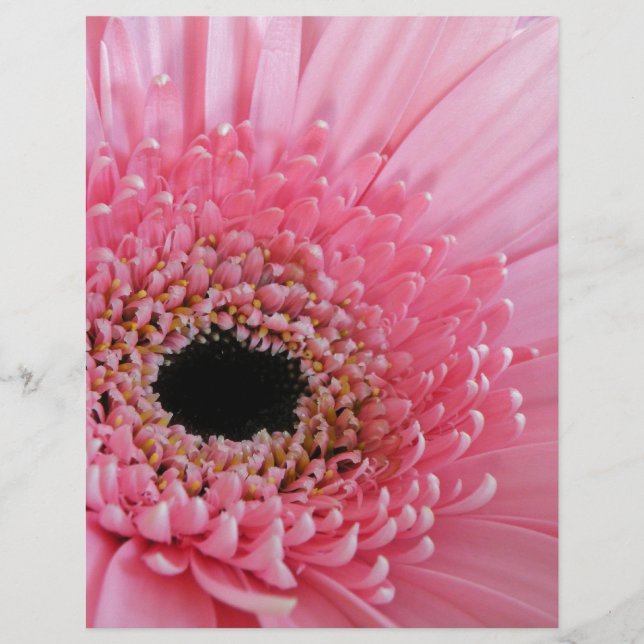 Lámina Gerbera Daisy (Anverso)