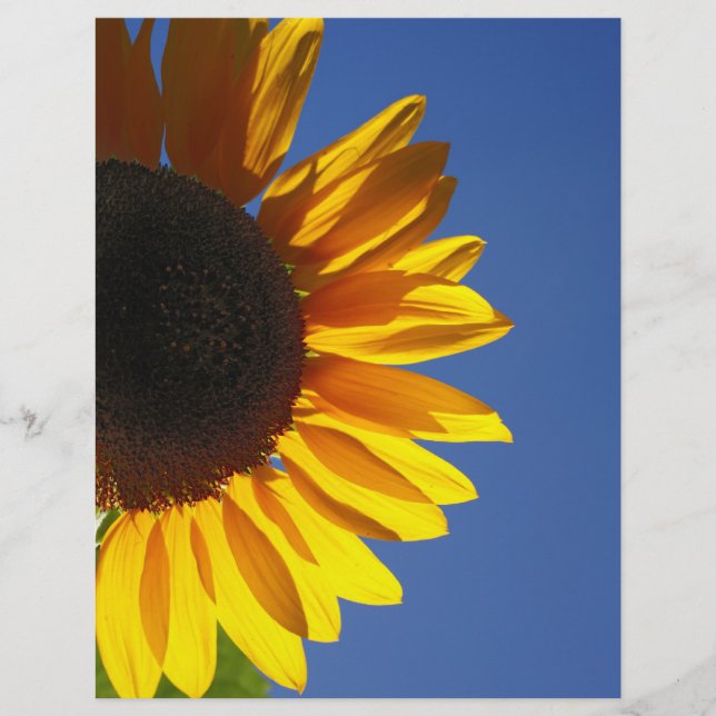Lámina Girasol (Anverso)