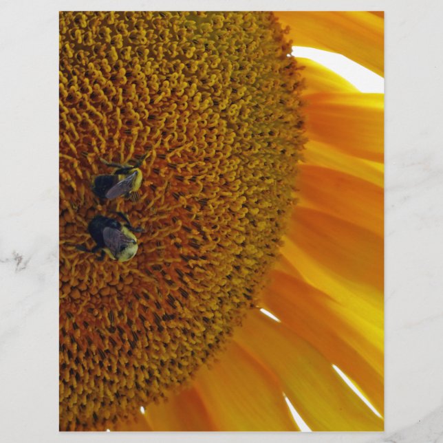 Lámina Girasol con abejorros (Anverso)