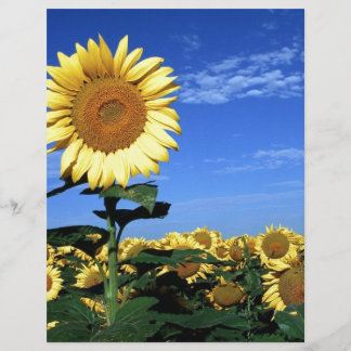 Lámina Giro de primavera