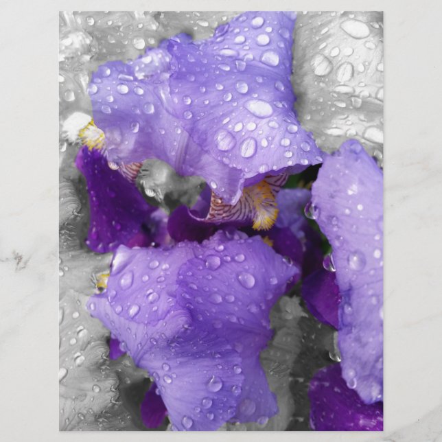 Lámina gotas de lluvia sobre el iris (Anverso)