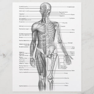 Lámina Gráfico de anatomía humana