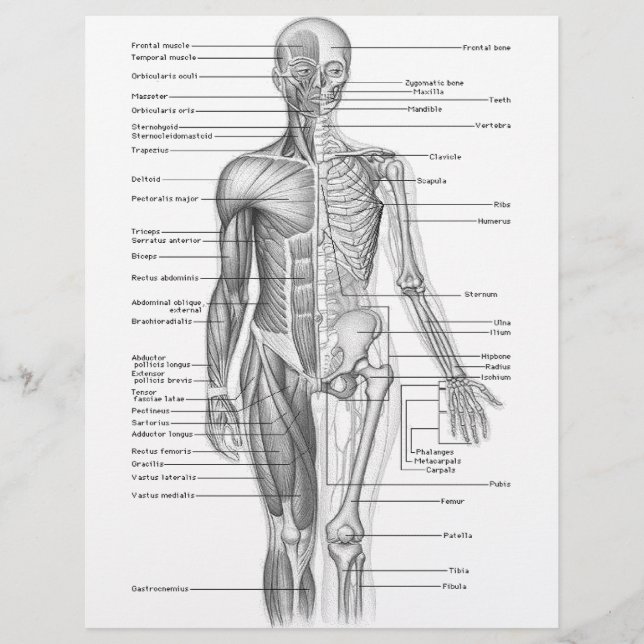 Lámina Gráfico de anatomía humana (Anverso)