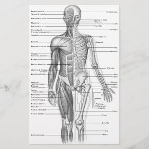 Lámina Gráfico de anatomía humana