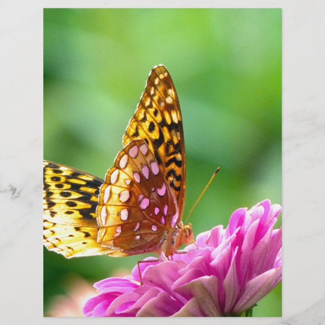 Lámina Gran Fritillary Español (Anverso)