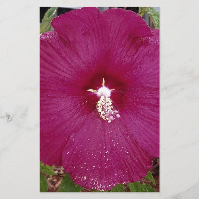Lámina Gran hibiscus rojo oscuro (Anverso)