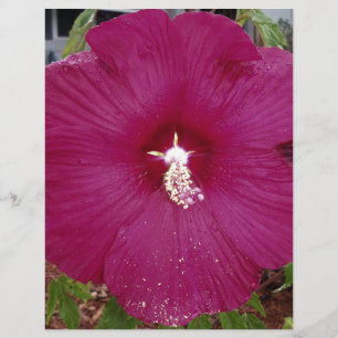 Lámina Gran hibiscus rojo oscuro