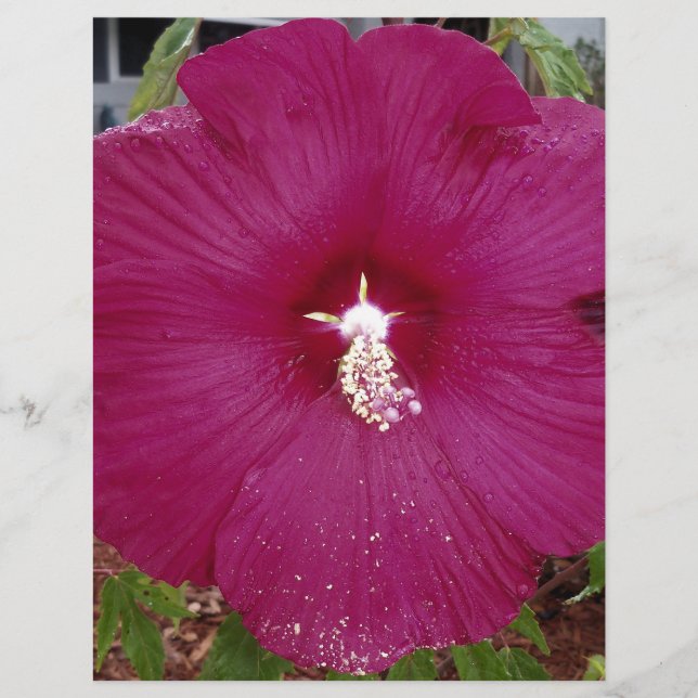 Lámina Gran hibiscus rojo oscuro (Anverso)