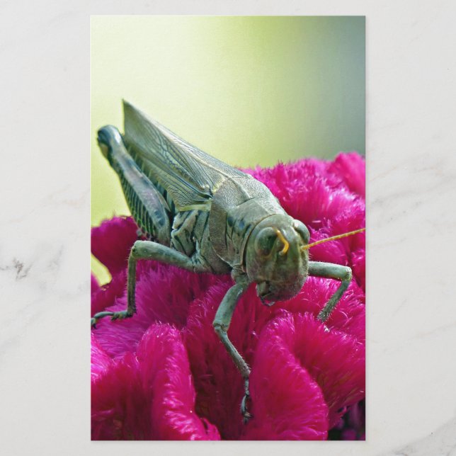 Lámina Grasshopper on Cockscomb (Anverso)