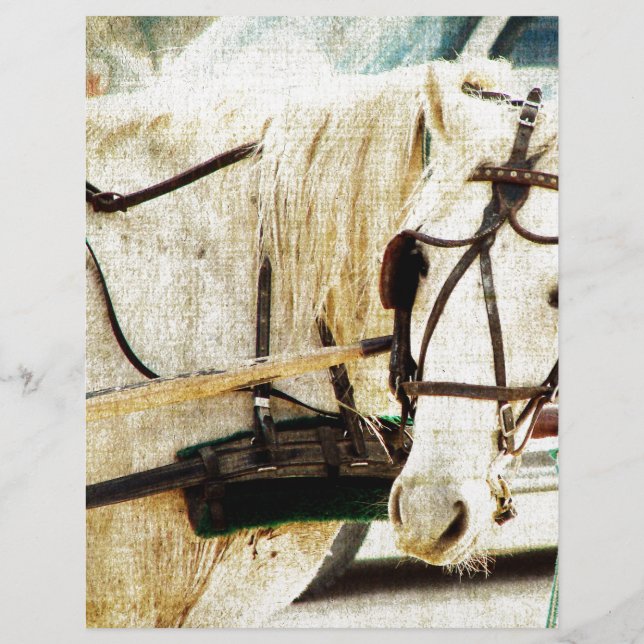 Lámina Gray Amish Buggy Horse (Anverso)