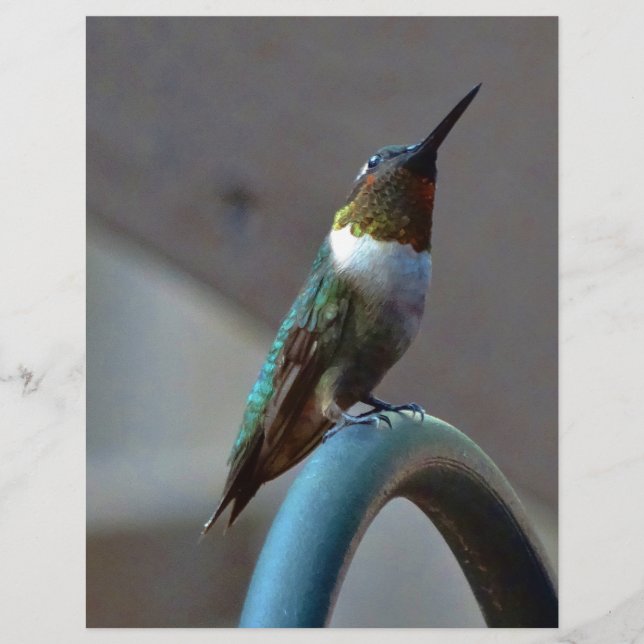 Lámina Green Ruby little Hummingbird (Anverso)