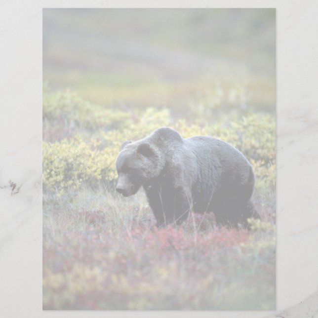 Lámina Grizzly Bear (Anverso)