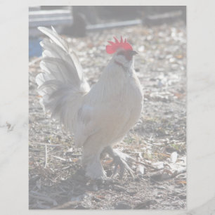 Lámina Handsome Bantam D'uccle Rooster