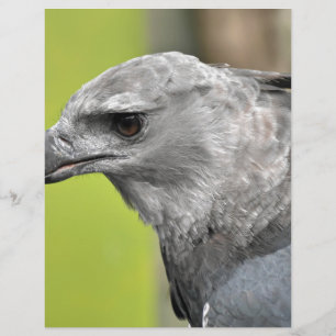 Lámina Harpy Eagle 2.JPG