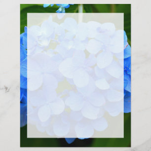Lámina Hermosa flor azul de Hydrangea