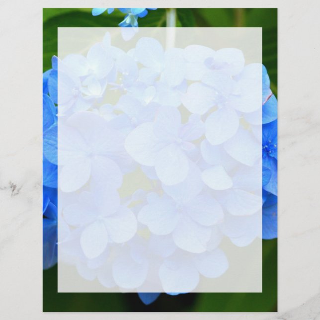 Lámina Hermosa flor azul de Hydrangea (Anverso)