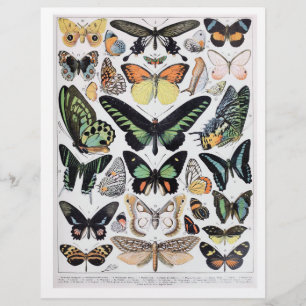 Lámina Hermosa tabla de identificación de mariposa de épo